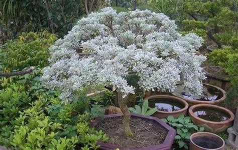 雪芙蓉植物